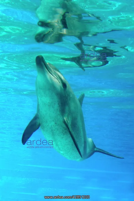 : Bottlenose Dolphin - Swimming underwater : Bottlenose Dolphin - Swimming underwater