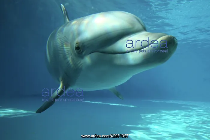 : Bottlenose Dolphin - swimming underwater : Bottlenose Dolphin - swimming underwater