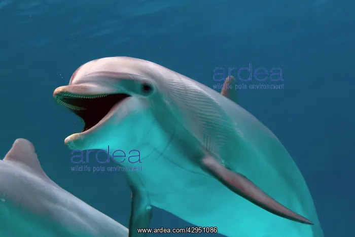 : Bottlenose Dolphin - swimming underwater : Bottlenose Dolphin - swimming underwater