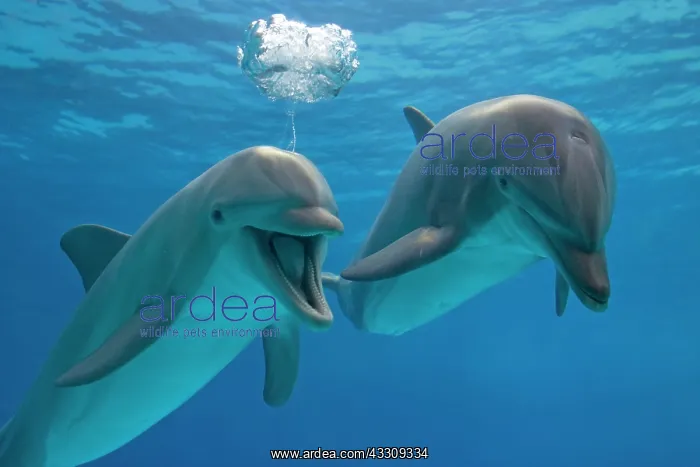 : Bottlenose Dolphin - two swimming underwater - with : Bottlenose Dolphin - two swimming underwater - with