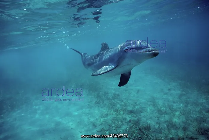 : Bottlenose Dolphin - swimming, underwater : Bottlenose Dolphin - swimming, underwater