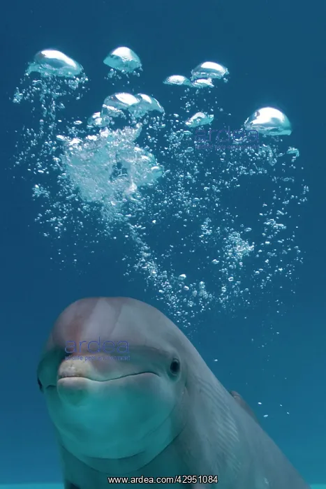 : Bottlenose Dolphin - swimming underwater - with water bubble : Bottlenose Dolphin - swimming underwater - with water bubble