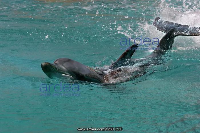 : Bottlenose Dolphin - Swimming through water : Bottlenose Dolphin - Swimming through water