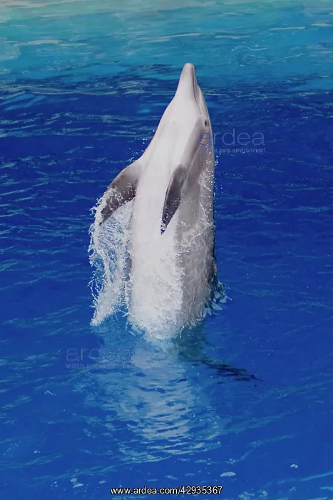 : Bottlenose Dolphin - Tail dancing : Bottlenose Dolphin - Tail dancing