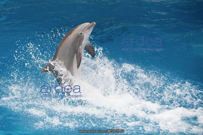 : Bottlenose Dolphin - Tail dancing : Bottlenose Dolphin - Tail dancing
