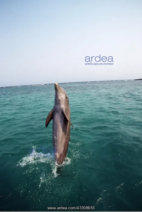 : Bottlenose DOLPHIN - tail walking : Bottlenose DOLPHIN - tail walking