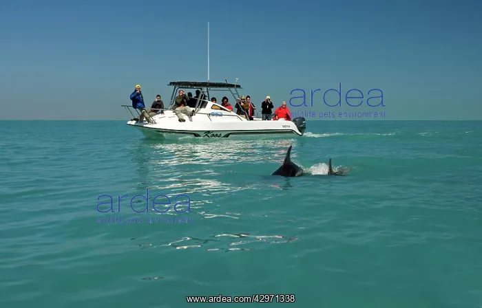 : Bottlenose Dolphin - tourists dolphin watching : Bottlenose Dolphin - tourists dolphin watching