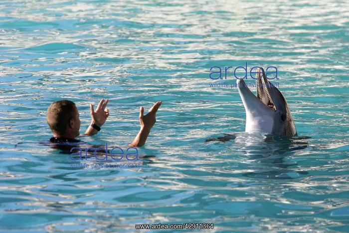 : Bottlenose Dolphin - with trainer in pool : Bottlenose Dolphin - with trainer in pool
