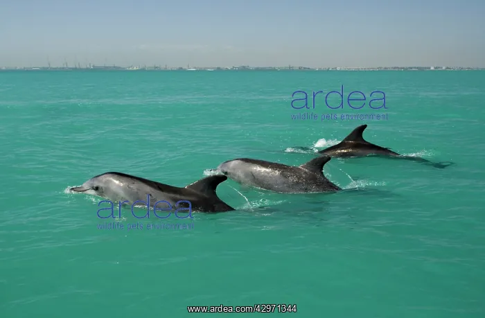 : Bottlenose Dolphin - trio of adults breaking the : Bottlenose Dolphin - trio of adults breaking the