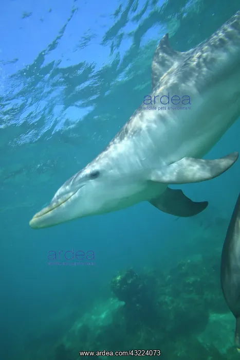: Bottlenose Dolphin (Tursiops truncatus) : Bottlenose Dolphin (Tursiops truncatus)