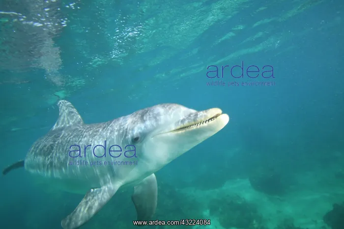 : Bottlenose Dolphin (Tursiops truncatus) : Bottlenose Dolphin (Tursiops truncatus)