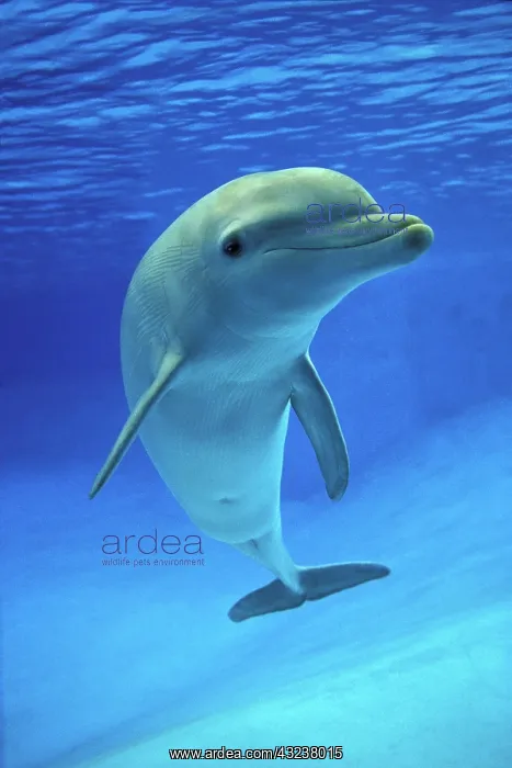 : Bottlenose Dolphin (tursiops truncatus) : Bottlenose Dolphin (tursiops truncatus)