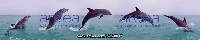  : Bottlenose Dolphin (tursiops truncatus), Adult Leaping