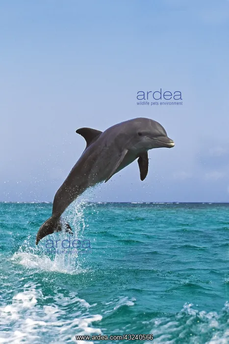 : Bottlenose Dolphin (tursiops truncatus), Adult Leaping : Bottlenose Dolphin (tursiops truncatus), Adult Leaping