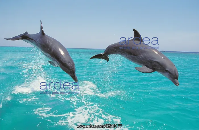 : Bottlenose Dolphin (tursiops truncatus), Pair Leaping : Bottlenose Dolphin (tursiops truncatus), Pair Leaping