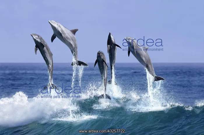 : BOTTLENOSE DOLPHIN (tursiops truncatus), GROUP LEAPING : BOTTLENOSE DOLPHIN (tursiops truncatus), GROUP LEAPING