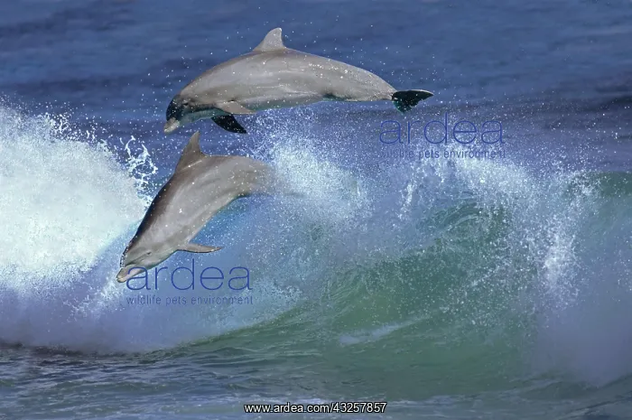 : Bottlenose Dolphin (tursiops truncatus), Pair Leaping : Bottlenose Dolphin (tursiops truncatus), Pair Leaping