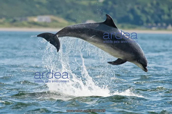 : Bottlenose Dolphin (Tursiops truncatus), adult : Bottlenose Dolphin (Tursiops truncatus), adult