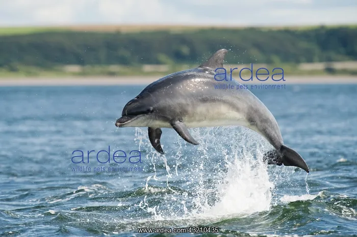 : Bottlenose Dolphin (Tursiops truncatus), adult : Bottlenose Dolphin (Tursiops truncatus), adult