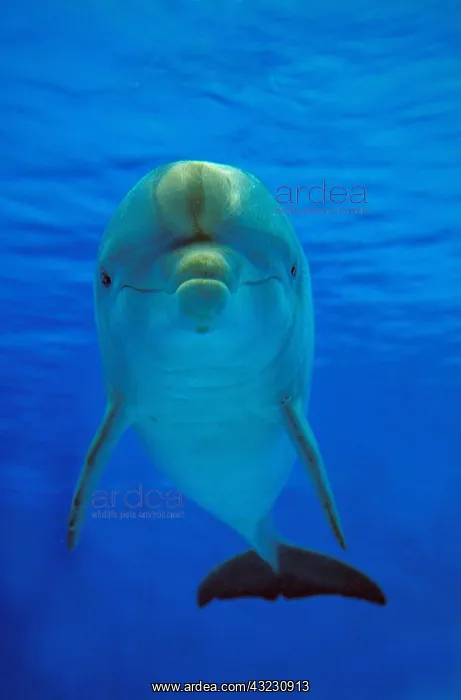 : Bottlenose Dolphin (tursiops truncatus), Adult : Bottlenose Dolphin (tursiops truncatus), Adult
