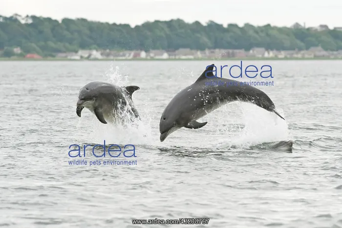 : Bottlenose Dolphin (Tursiops truncatus), two adults : Bottlenose Dolphin (Tursiops truncatus), two adults