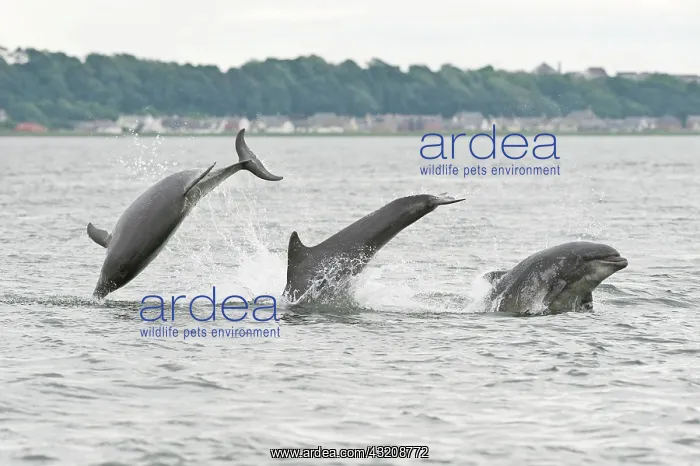 : Bottlenose Dolphin (Tursiops truncatus), three adults : Bottlenose Dolphin (Tursiops truncatus), three adults