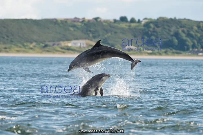 : Bottlenose Dolphin (Tursiops truncatus), two adults : Bottlenose Dolphin (Tursiops truncatus), two adults