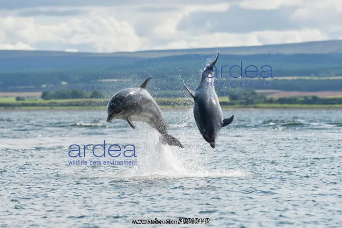 : Bottlenose Dolphin (Tursiops truncatus), two adults : Bottlenose Dolphin (Tursiops truncatus), two adults