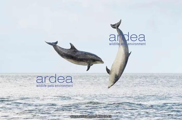 : Bottlenose Dolphin (Tursiops truncatus), two adults : Bottlenose Dolphin (Tursiops truncatus), two adults