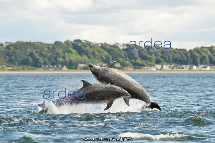 : Bottlenose Dolphin (Tursiops truncatus), two adults : Bottlenose Dolphin (Tursiops truncatus), two adults