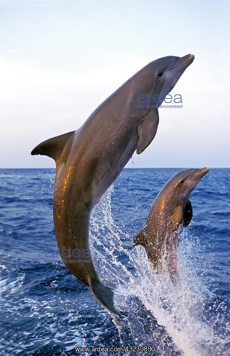 : Bottlenose Dolphin (tursiops truncatus), Adults : Bottlenose Dolphin (tursiops truncatus), Adults