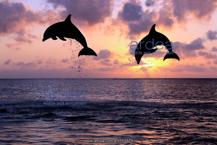 : Bottlenose Dolphin (Tursiops truncatus), two dolphins : Bottlenose Dolphin (Tursiops truncatus), two dolphins