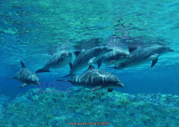 : Bottlenose Dolphin (tursiops truncatus), Group : Bottlenose Dolphin (tursiops truncatus), Group