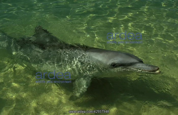 : Bottlenose dolphin (Tursiops truncatus). Monkey : Bottlenose dolphin (Tursiops truncatus). Monkey