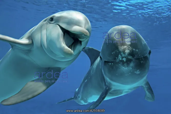 : Bottlenose Dolphin (Tursiops truncatus) and Risso's : Bottlenose Dolphin (Tursiops truncatus) and Risso's