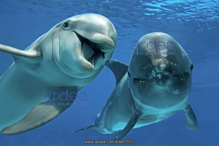 : Bottlenose Dolphin (Tursiops truncatus) and Risso's : Bottlenose Dolphin (Tursiops truncatus) and Risso's