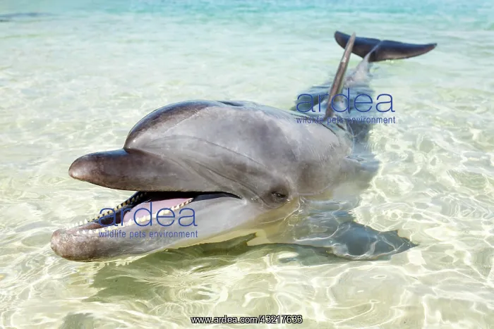 : Bottlenose Dolphin (Tursiops truncatus), shallow : Bottlenose Dolphin (Tursiops truncatus), shallow