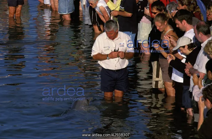 : Bottlenose dolphin (Tursiops truncatus), tourists : Bottlenose dolphin (Tursiops truncatus), tourists