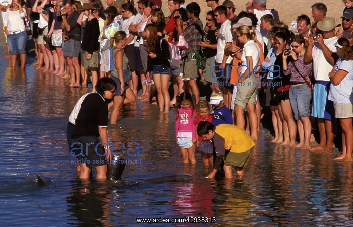 : Bottlenose dolphin (Tursiops truncatus) and tourists : Bottlenose dolphin (Tursiops truncatus) and tourists