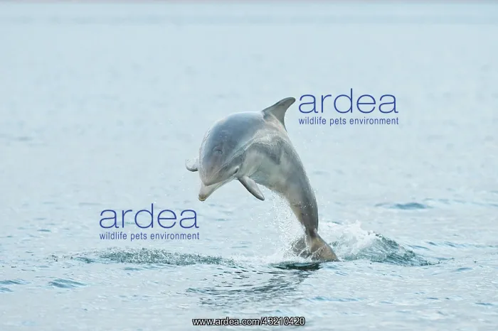 : Bottlenose Dolphin (Tursiops truncatus), one year : Bottlenose Dolphin (Tursiops truncatus), one year