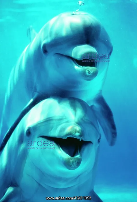: Bottlenose DOLPHIN - two, facing, one on top of the other : Bottlenose DOLPHIN - two, facing, one on top of the other