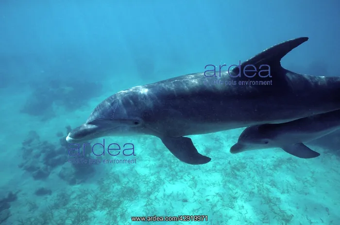 : Bottlenose Dolphin - Two, Mother and calf : Bottlenose Dolphin - Two, Mother and calf