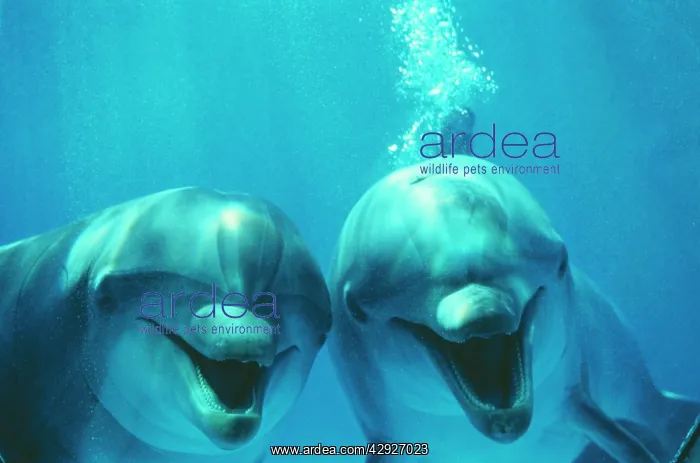: Bottlenose Dolphin - two, smiling : Bottlenose Dolphin - two, smiling