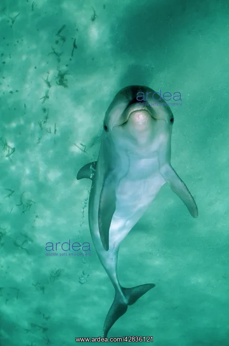 : BOTTLENOSE DOLPHIN - underside view with bubbles : BOTTLENOSE DOLPHIN - underside view with bubbles