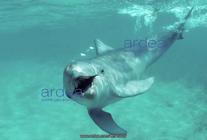 : Bottlenose dolphin - underwater : Bottlenose dolphin - underwater