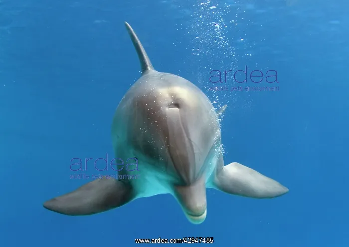: Bottlenose dolphin - underwater : Bottlenose dolphin - underwater