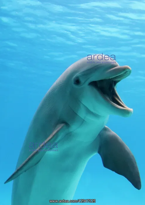 : Bottlenose dolphin - underwater : Bottlenose dolphin - underwater