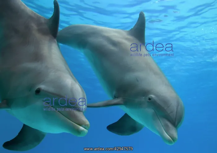 : Bottlenose dolphin - underwater : Bottlenose dolphin - underwater