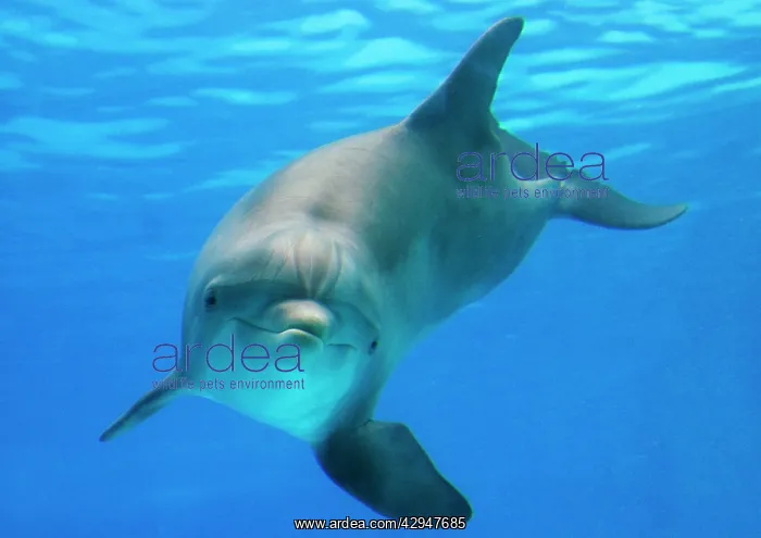 : Bottlenose dolphin - underwater : Bottlenose dolphin - underwater