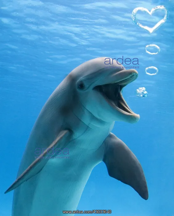 : Bottlenose dolphin, underwater, blowing heart shaped : Bottlenose dolphin, underwater, blowing heart shaped